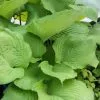 Future Forests All Perennials Hosta Sum And Substance 1 Future Forests All Perennials Hosta Sum And Substance