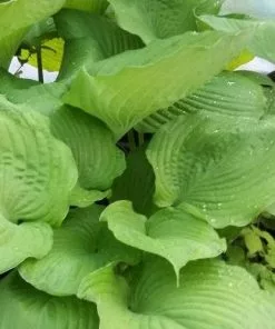 Future Forests All Perennials Hosta Sum And Substance