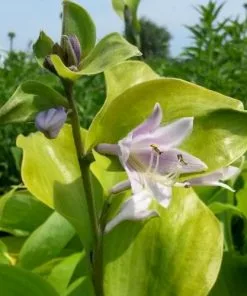 Future Forests All Perennials Hosta Sum And Substance
