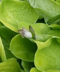 Future Forests All Perennials Hosta Sum And Substance