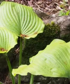 Future Forests All Perennials Hosta Sum And Substance
