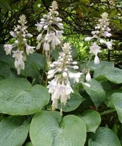 Future Forests All Perennials Hosta Sieboldiana Elegans