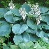 Future Forests All Perennials Hosta Sieboldiana Elegans