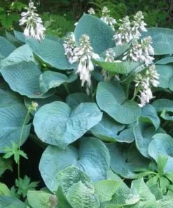 Future Forests All Perennials Hosta Sieboldiana Elegans