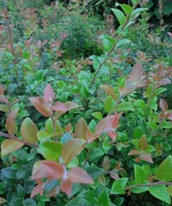 Future Forests Huckleberry - Vaccinium Ovatum Morris Fruit