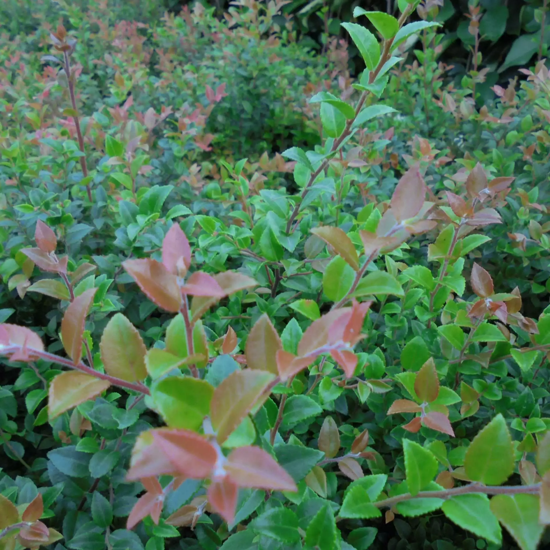 Future Forests Huckleberry - Vaccinium Ovatum Morris Fruit 4 Future Forests Huckleberry - Vaccinium Ovatum Morris Fruit