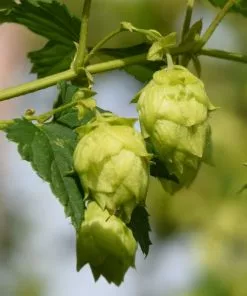 Future Forests Humulus Lupulus Unusual Edibles