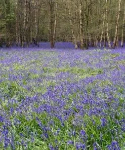 Future Forests Bluebell - Hyacinthoides Non-scripta