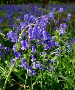 Future Forests Bluebell - Hyacinthoides Non-scripta