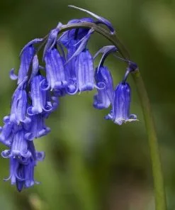 Future Forests Bluebell - Hyacinthoides Non-scripta