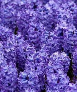 Future Forests Hyacinthus Orientalis Delft Blue Bulbs