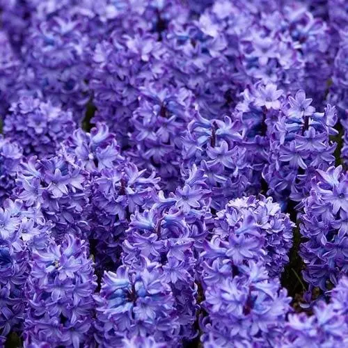 Future Forests Hyacinthus Orientalis Delft Blue Bulbs 4 Future Forests Hyacinthus Orientalis Delft Blue Bulbs
