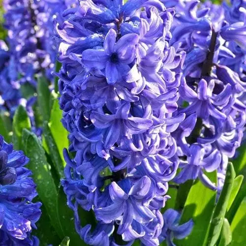 Future Forests Hyacinthus Orientalis Delft Blue Bulbs 5 Future Forests Hyacinthus Orientalis Delft Blue Bulbs