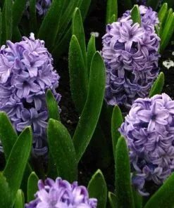 Future Forests Hyacinthus Orientalis Delft Blue Bulbs 12 Future Forests Hyacinthus Orientalis Delft Blue Bulbs