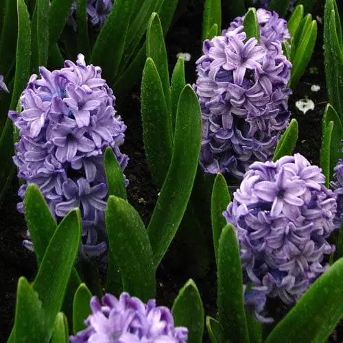 Future Forests Hyacinthus Orientalis Delft Blue Bulbs 6 Future Forests Hyacinthus Orientalis Delft Blue Bulbs