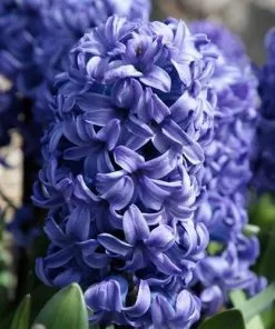 Future Forests Hyacinthus Orientalis Delft Blue Bulbs 13 Future Forests Hyacinthus Orientalis Delft Blue Bulbs