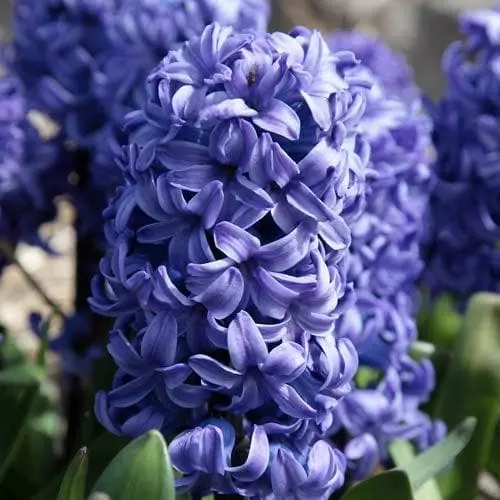 Future Forests Hyacinthus Orientalis Delft Blue Bulbs 7 Future Forests Hyacinthus Orientalis Delft Blue Bulbs