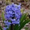 Future Forests Hyacinthus Orientalis Delft Blue Bulbs