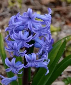 Future Forests Hyacinthus Orientalis Delft Blue Bulbs