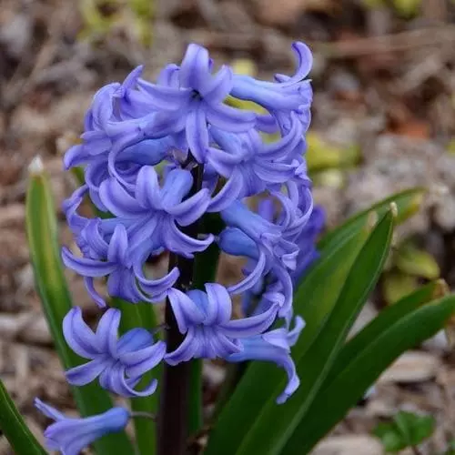 Future Forests Hyacinthus Orientalis Delft Blue Bulbs 3 Future Forests Hyacinthus Orientalis Delft Blue Bulbs