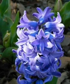 Future Forests Hyacinthus Orientalis Delft Blue Bulbs 15 Future Forests Hyacinthus Orientalis Delft Blue Bulbs