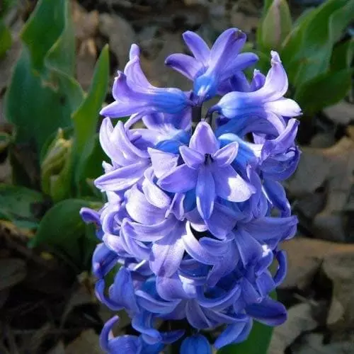 Future Forests Hyacinthus Orientalis Delft Blue Bulbs 9 Future Forests Hyacinthus Orientalis Delft Blue Bulbs