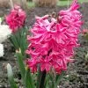 Future Forests Bulbs Hyacinthus Orientalis Jan Bos