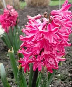 Future Forests Bulbs Hyacinthus Orientalis Jan Bos