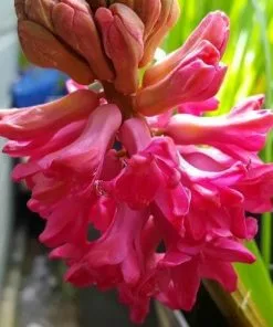 Future Forests Bulbs Hyacinthus Orientalis Jan Bos