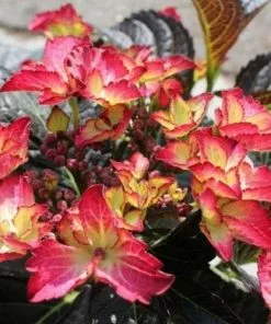 Future Forests Hydrangea Macrophylla Dark Angel