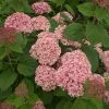 Future Forests Hydrangea Arborescens Pink Annabelle