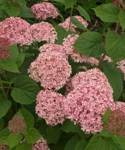 Future Forests Hydrangea Arborescens Pink Annabelle