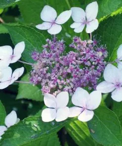 Future Forests Hydrangea Serrata Bluebird Shrubs