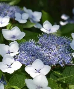 Future Forests Hydrangea Serrata Bluebird Shrubs