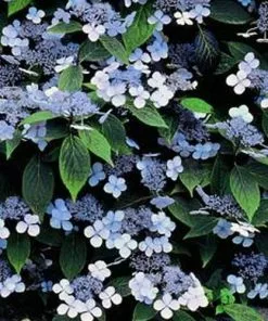Future Forests Hydrangea Serrata Bluebird Shrubs