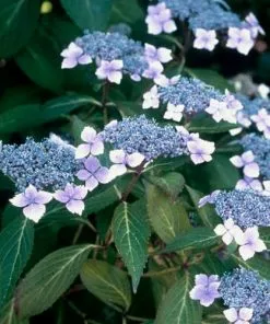 Future Forests Hydrangea Serrata Bluebird Shrubs