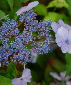 Future Forests Hydrangea Serrata Bluebird Shrubs