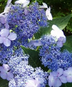 Future Forests Hydrangea Serrata Bluebird Shrubs
