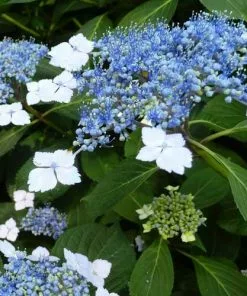 Future Forests Hydrangea Serrata Bluebird Shrubs