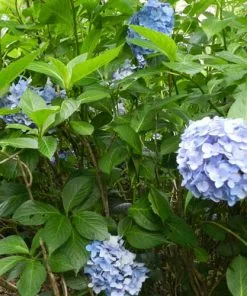 Future Forests Hydrangea Macrophylla Nikko Blue
