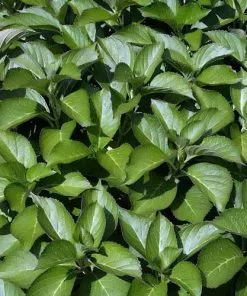 Future Forests Hydrangea Macrophylla Nikko Blue