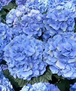 Future Forests Hydrangea Macrophylla Nikko Blue