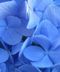 Future Forests Hydrangea Macrophylla Nikko Blue