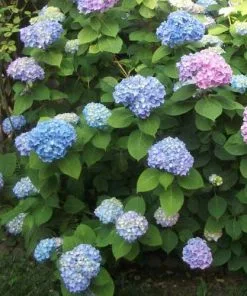 Future Forests Hydrangea Macrophylla Nikko Blue