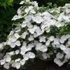 Future Forests Hydrangea Macrophylla Runaway Bride Shrubs 1 Future Forests Hydrangea Macrophylla Runaway Bride Shrubs