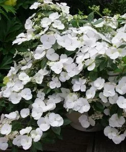 Future Forests Hydrangea Macrophylla Runaway Bride Shrubs