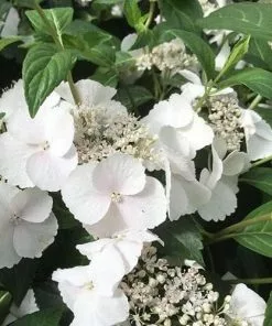 Future Forests Hydrangea Macrophylla Runaway Bride Shrubs