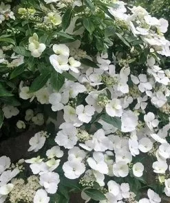 Future Forests Hydrangea Macrophylla Runaway Bride Shrubs
