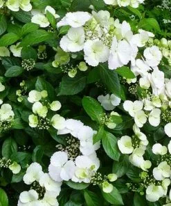 Future Forests Hydrangea Macrophylla Runaway Bride Shrubs