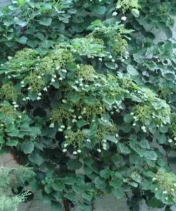 Future Forests Hydrangea Anomala Brookside Littleleaf